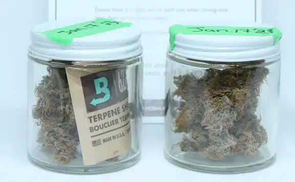 How to control humidity when storing cannabis