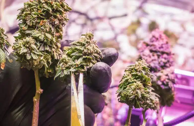 How to maximize yield and quality of your cannabis plants