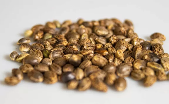 Why Does Some Cannabis Have Seeds and Others Dont