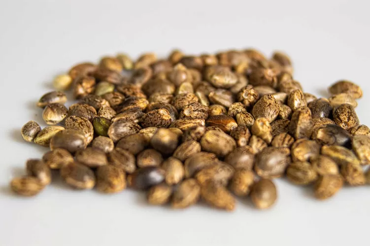Why Does Some Cannabis Have Seeds and Others Dont