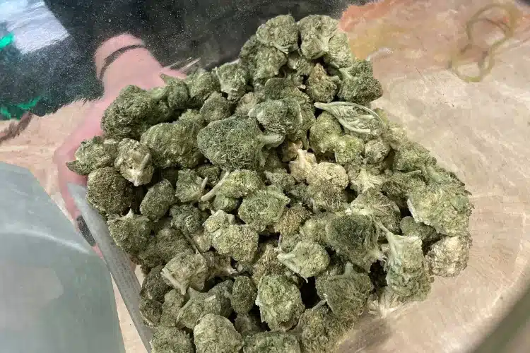 Guide to Cannabis Weights What Are The Different Sizes