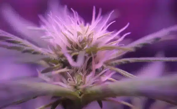 What Are Pistils on Weed
