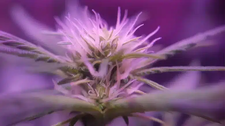 What Are Pistils on Weed