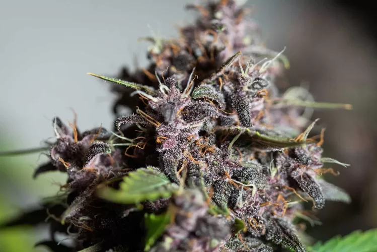 The benefits of defoliation