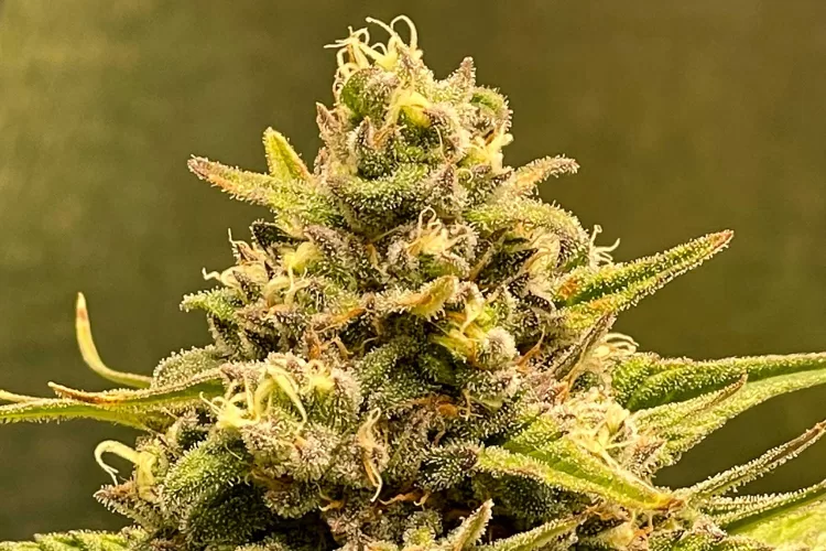 What is a Cannabis Cola