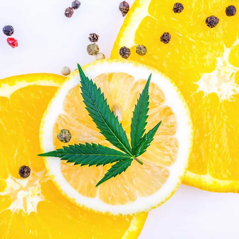 different cannabis terpenes jpg