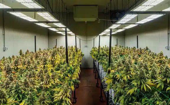 Cannabis Hydroponics Differences Between Indoor and Outdoor Weed