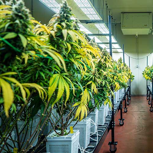 top licensed cannabis producers and weed growers