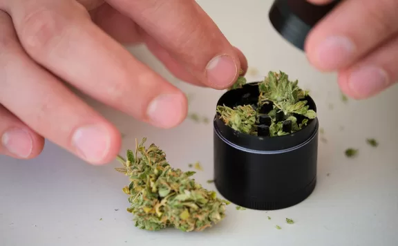 Why Do Some Weed Strains Smell Like Skunks