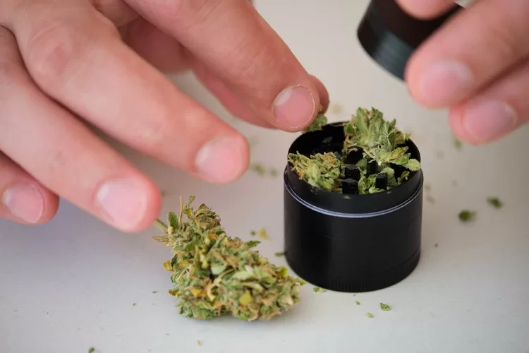 Why Do Some Weed Strains Smell Like Skunks