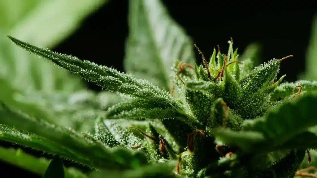 Cannabis Growing Tips for Beginners