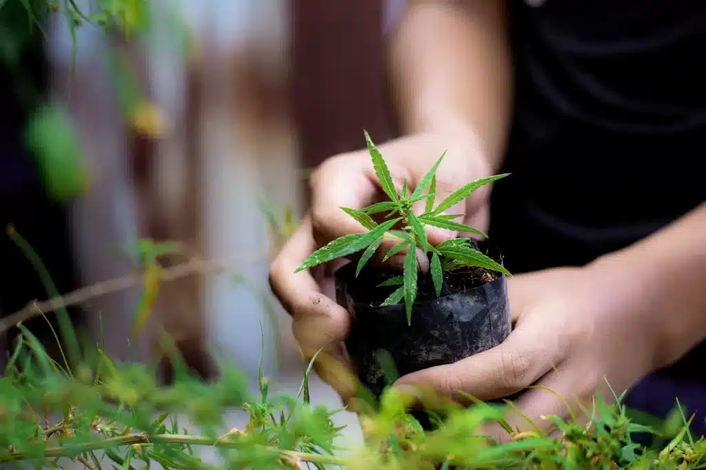 Top Easiest Strains to Grow